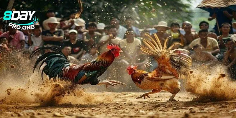 Đá gà C1